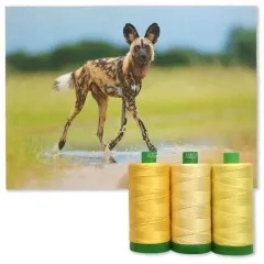 Aurifil-Garnrollen African Wild Dog vor einem Hintergrundfoto eines Afrikanischen Wildhundes im Wasser